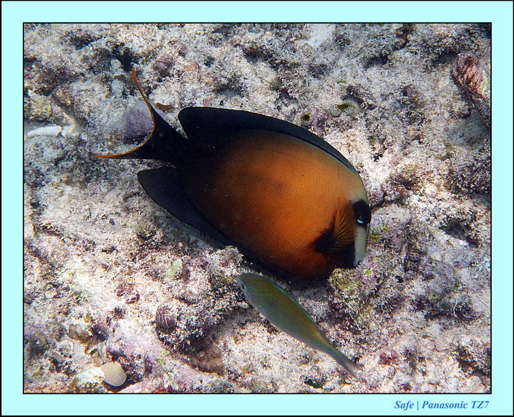 2011 - 08 - Borneo - Mataking 15